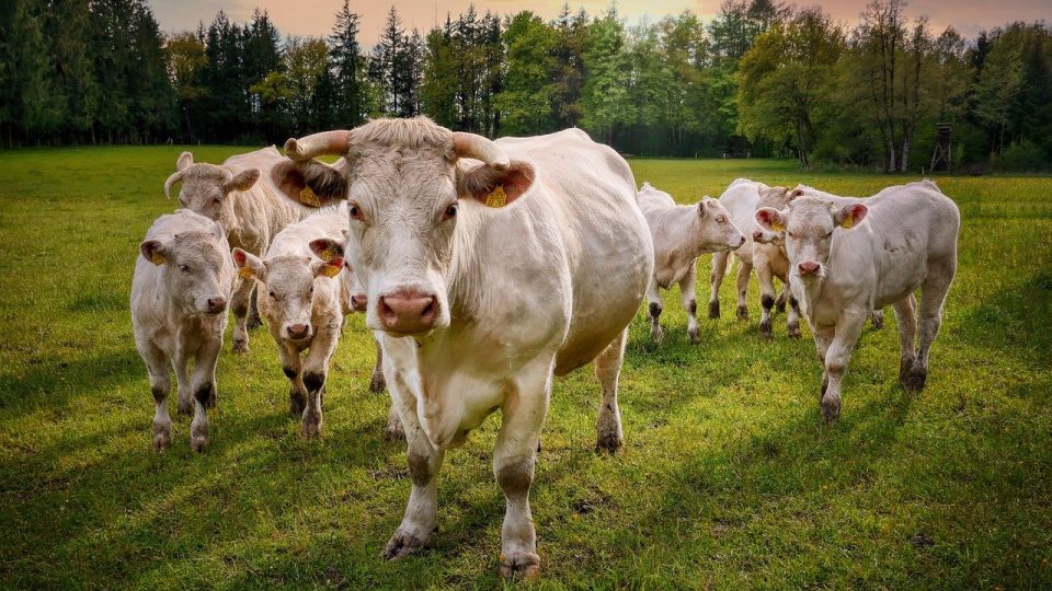 Pascolo - Agriservizi Castellana Sicula