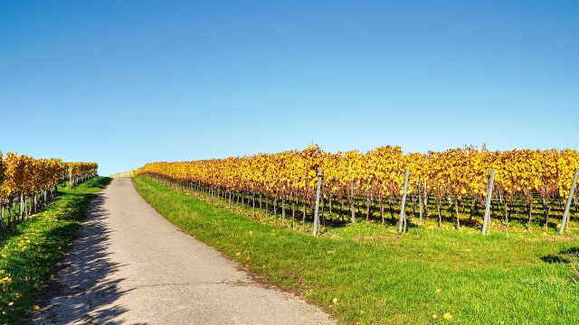 Vigneti - Agriservizi Castellana Sicula