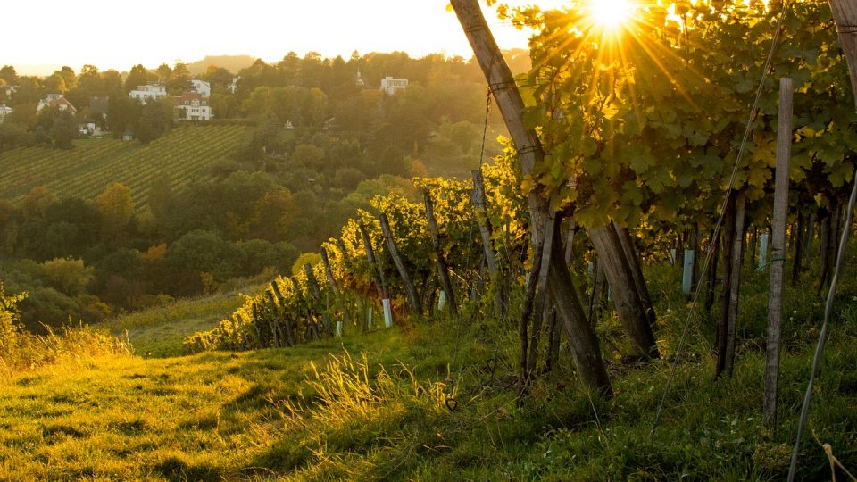 Vigneti - Agriservizi Castellana Sicula